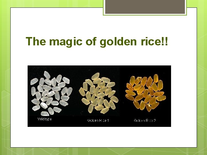 The magic of golden rice!! 