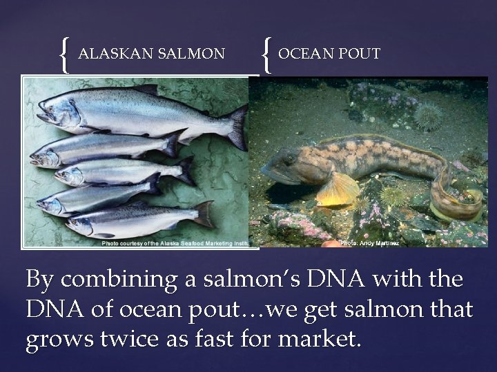 { ALASKAN SALMON { OCEAN POUT By combining a salmon’s DNA with the DNA