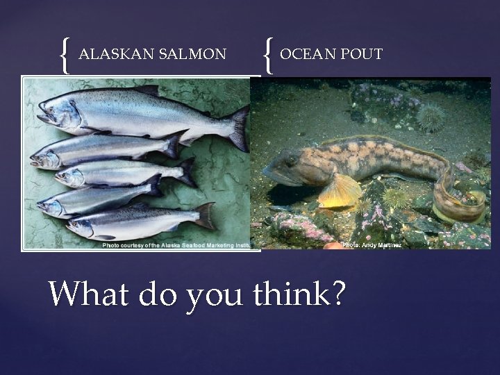 { ALASKAN SALMON { OCEAN POUT What do you think? 