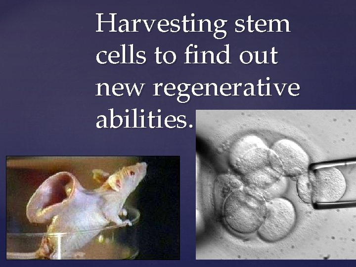 Harvesting stem cells to find out new regenerative abilities. { 