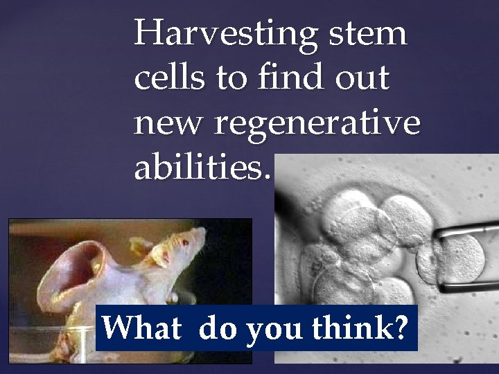 Harvesting stem cells to find out new regenerative abilities. { What do you think?