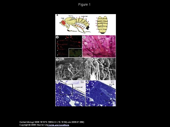 Figure 1 Current Biology 2008 181373 -1383 DOI: (10. 1016/j. cub. 2008. 07. 089)