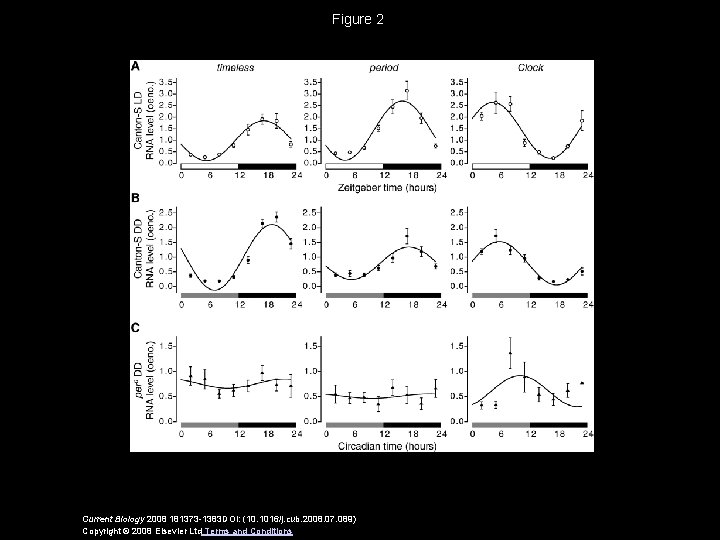 Figure 2 Current Biology 2008 181373 -1383 DOI: (10. 1016/j. cub. 2008. 07. 089)