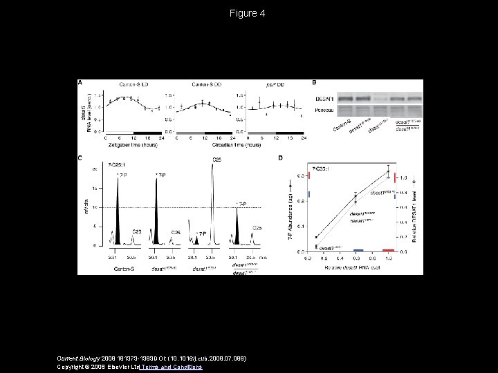 Figure 4 Current Biology 2008 181373 -1383 DOI: (10. 1016/j. cub. 2008. 07. 089)