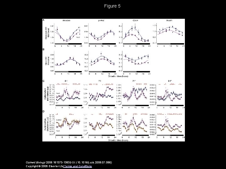 Figure 5 Current Biology 2008 181373 -1383 DOI: (10. 1016/j. cub. 2008. 07. 089)