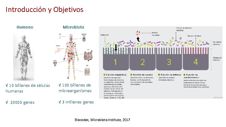 Introducción y Objetivos Humano Microbiota √ 10 billones de células humanas √ 100 billones