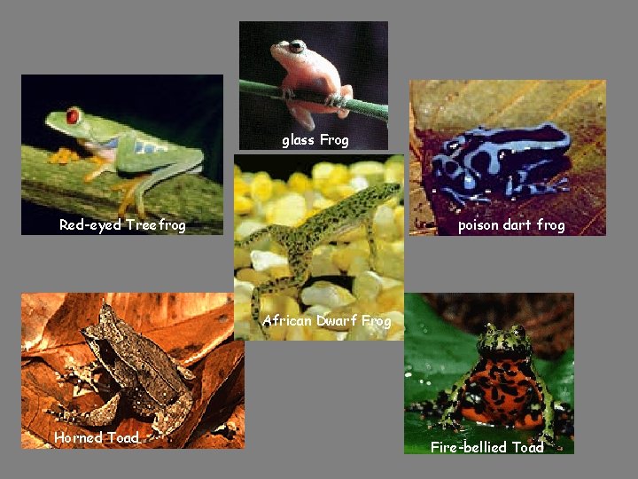 glass Frog Red-eyed Treefrog poison dart frog White’s African. Treefrog Dwarf Frog Horned Toad