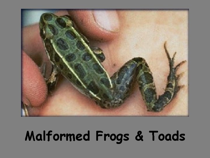 Malformed Frogs & Toads 
