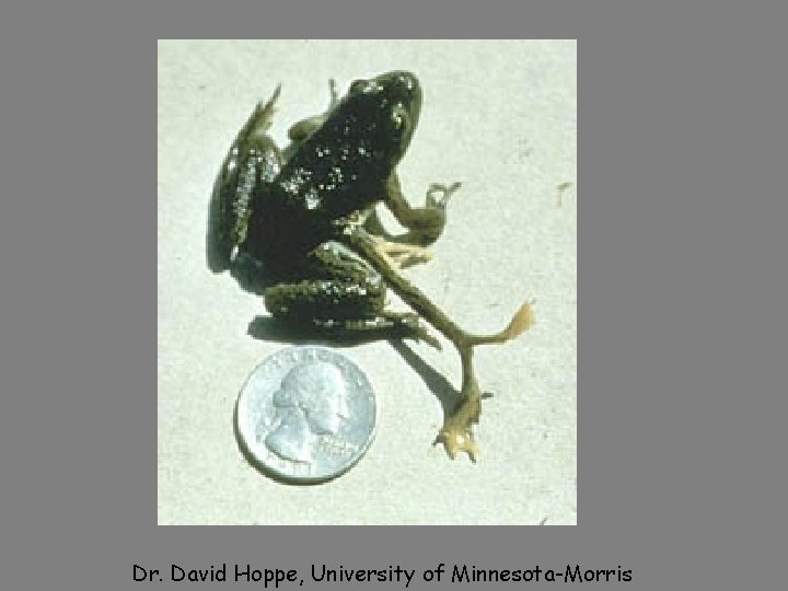 Dr. David Hoppe, University of Minnesota-Morris 
