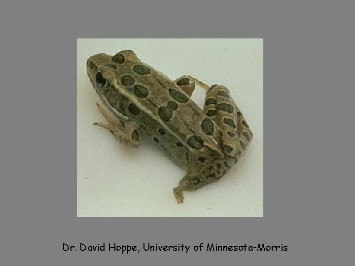 Dr. David Hoppe, University of Minnesota-Morris 