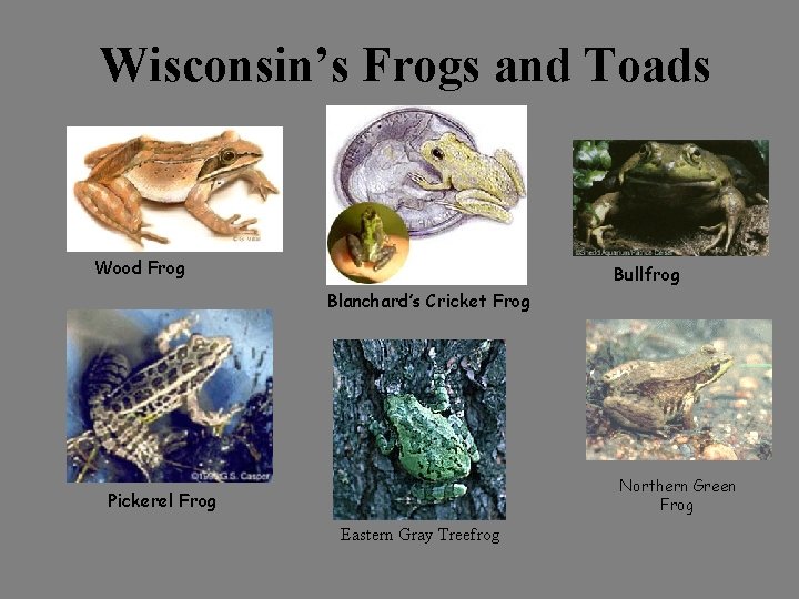 Wisconsin’s Frogs and Toads Wood Frog Bullfrog Blanchard’s Cricket Frog Northern Green Frog Pickerel