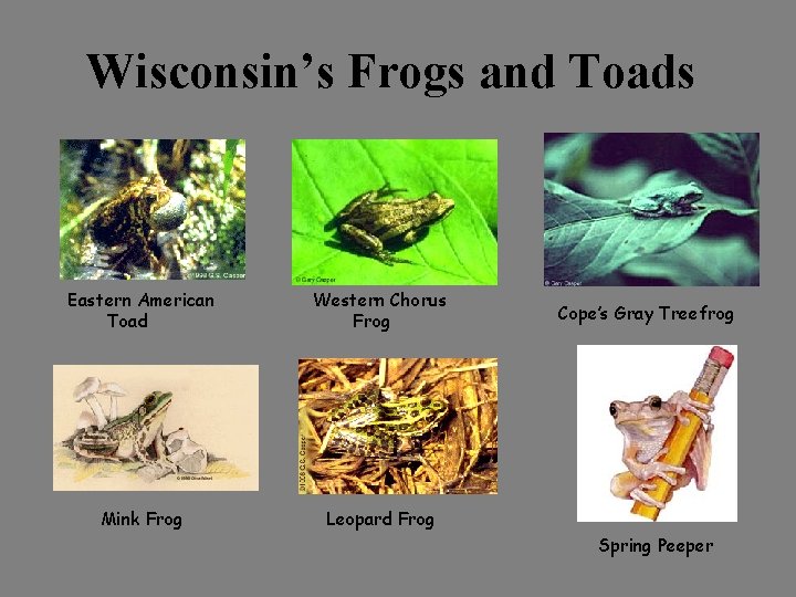 Wisconsin’s Frogs and Toads Eastern American Toad Western Chorus Frog Mink Frog Leopard Frog