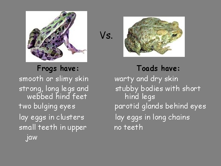 Vs. Frogs have: smooth or slimy skin strong, long legs and webbed hind feet