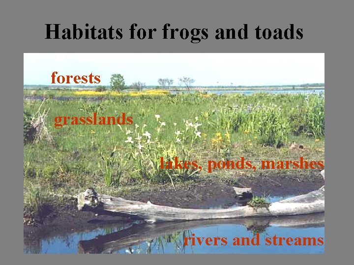 Habitats for frogs and toads forests grasslands lakes, ponds, marshes rivers and streams 