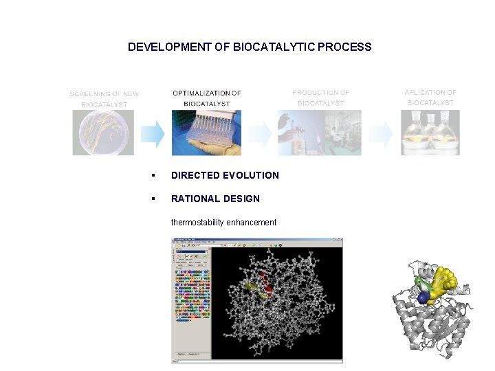 DEVELOPMENT OF BIOCATALYTIC PROCESS § DIRECTED EVOLUTION § RATIONAL DESIGN thermostability enhancement 