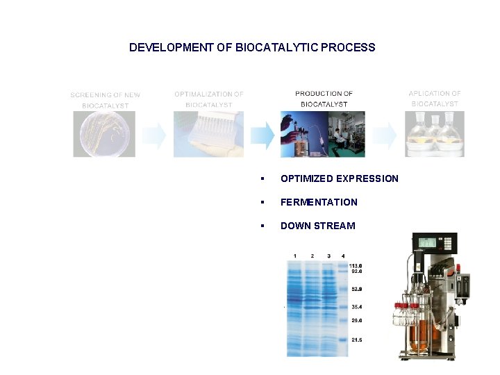 DEVELOPMENT OF BIOCATALYTIC PROCESS § OPTIMIZED EXPRESSION § FERMENTATION § DOWN STREAM 