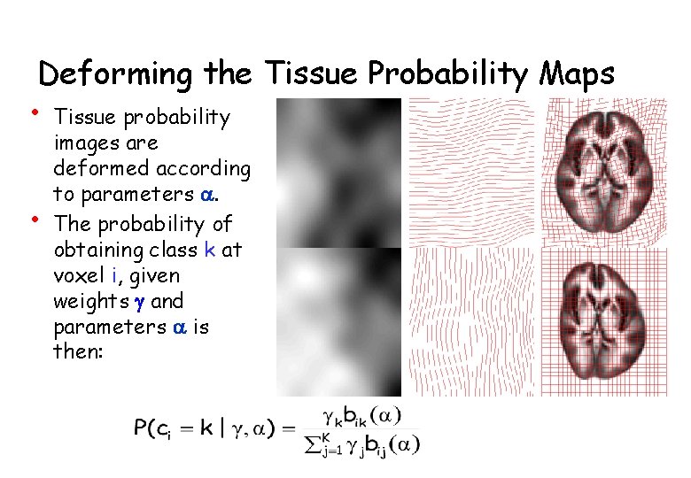 Deforming the Tissue Probability Maps • Tissue probability • images are deformed according to