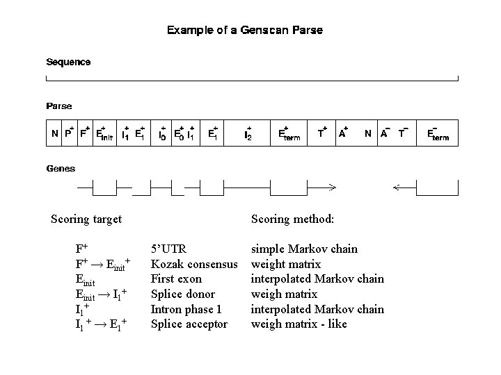 Scoring target F+ F+ → Einit+ Einit → I 1+ I 1 + →