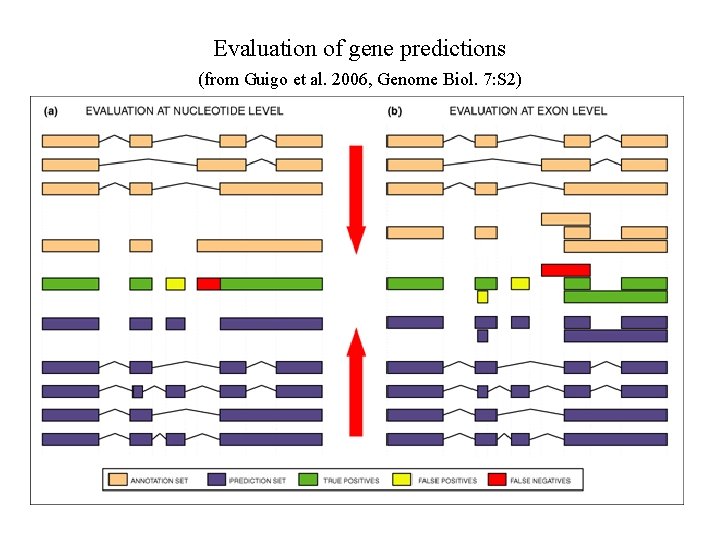 Evaluation of gene predictions (from Guigo et al. 2006, Genome Biol. 7: S 2)