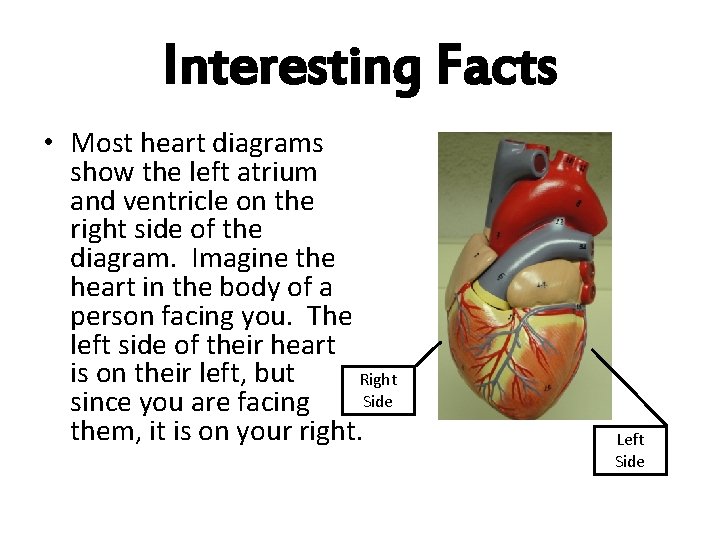 Interesting Facts • Most heart diagrams show the left atrium and ventricle on the