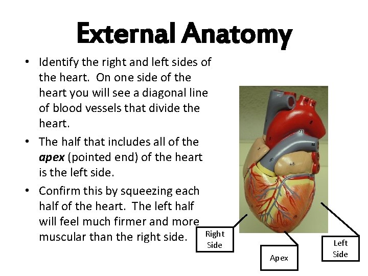 External Anatomy • Identify the right and left sides of the heart. On one