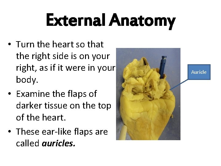 External Anatomy • Turn the heart so that the right side is on your