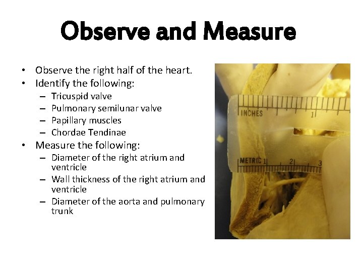 Observe and Measure • Observe the right half of the heart. • Identify the