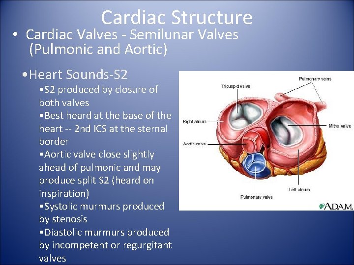 Cardiac Structure • Cardiac Valves - Semilunar Valves (Pulmonic and Aortic) • Heart Sounds-S