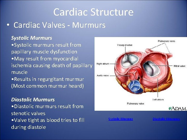 Cardiac Structure • Cardiac Valves - Murmurs Systolic Murmurs • Systolic murmurs result from