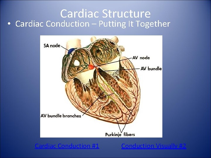 Cardiac Structure • Cardiac Conduction – Putting It Together Cardiac Conduction #1 Conduction Visually