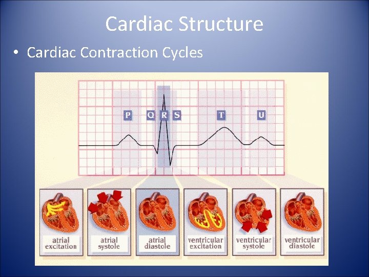 Cardiac Structure • Cardiac Contraction Cycles 