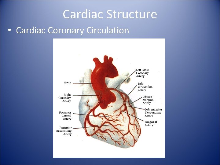 Cardiac Structure • Cardiac Coronary Circulation 