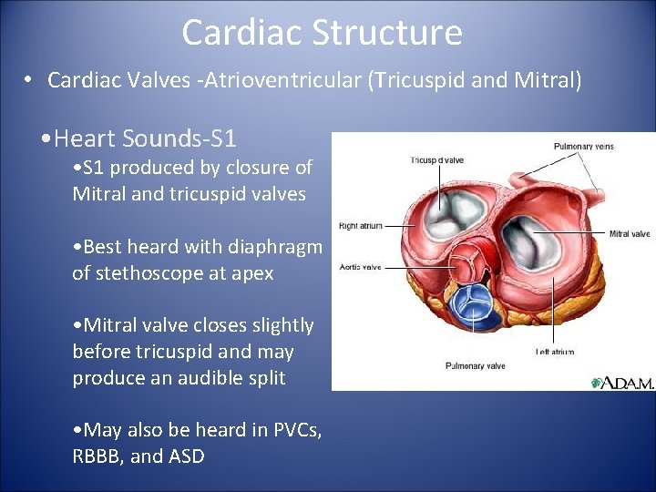 Cardiac Structure • Cardiac Valves -Atrioventricular (Tricuspid and Mitral) • Heart Sounds-S 1 •