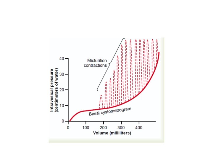 Physiologic anatomy of bladder Two major parts 1
