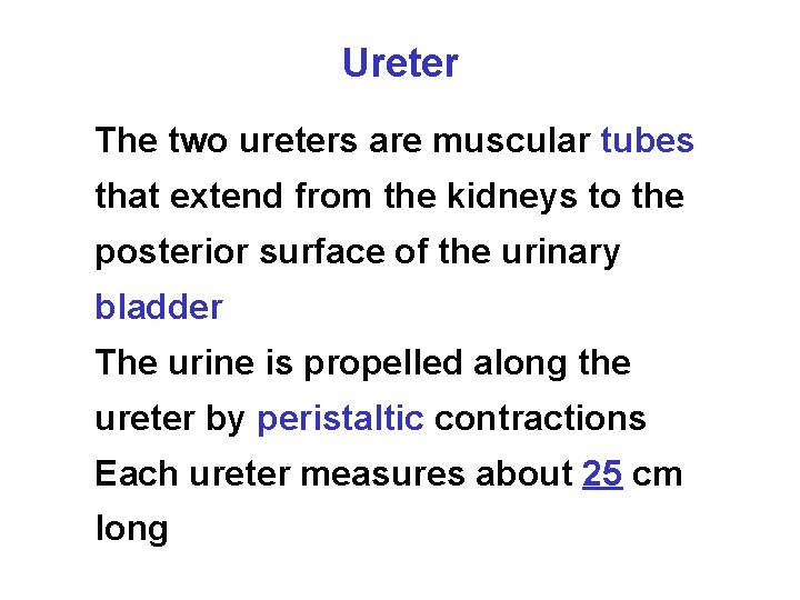 Ureter The two ureters are muscular tubes that extend from the kidneys to the