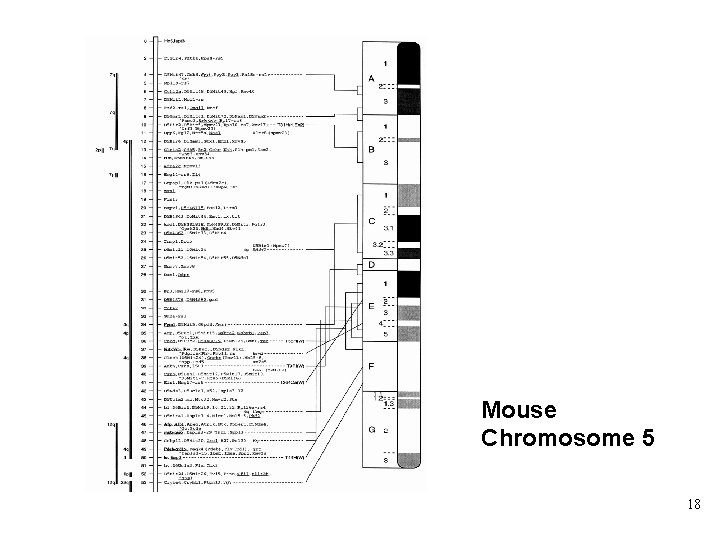 Mouse Chromosome 5 18 