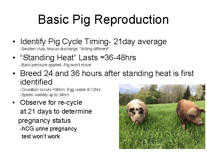 Basic Pig Reproduction • Identify Pig Cycle Timing- 21 day average -Swollen Vula, Mucus