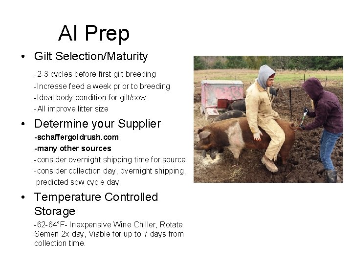 AI Prep • Gilt Selection/Maturity -2 -3 cycles before first gilt breeding -Increase feed