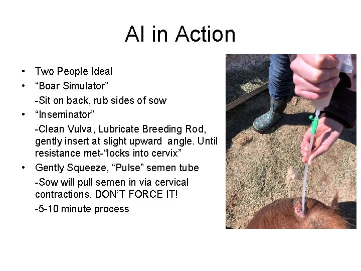 AI in Action • Two People Ideal • “Boar Simulator” -Sit on back, rub