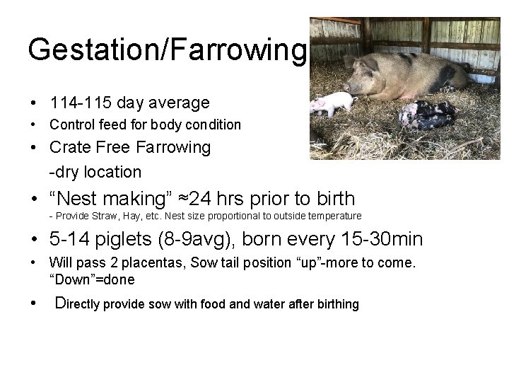 Gestation/Farrowing • 114 -115 day average • Control feed for body condition • Crate