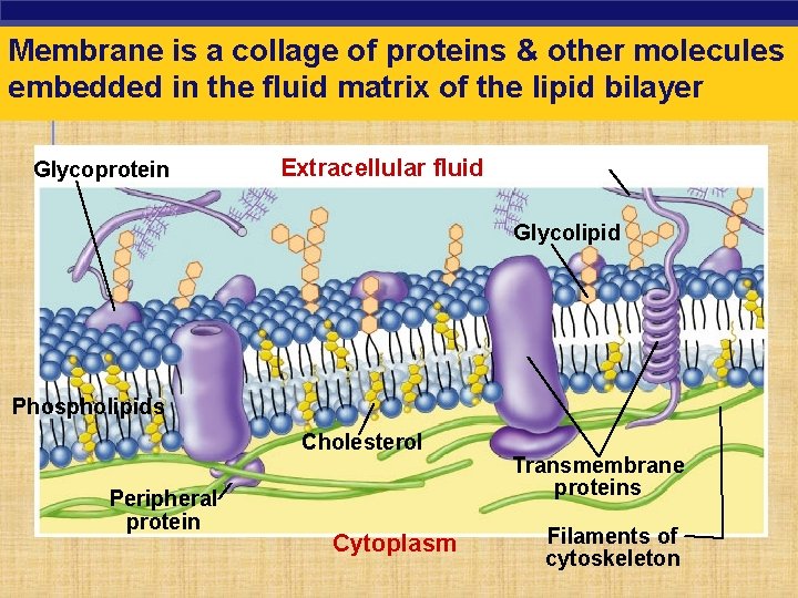 Membrane is a collage of proteins & other molecules embedded in the fluid matrix