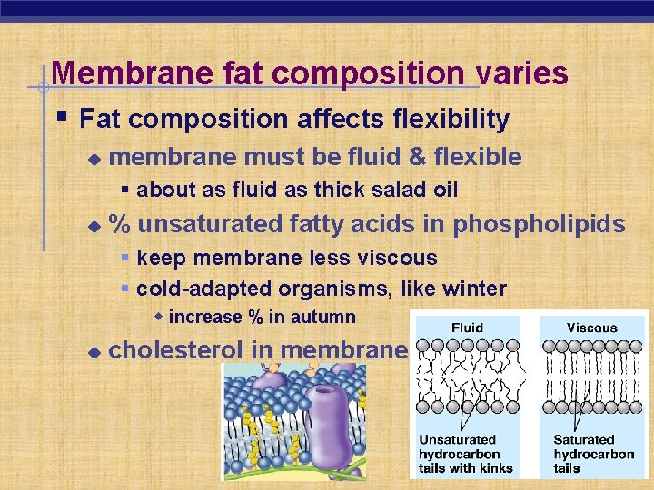 Membrane fat composition varies § Fat composition affects flexibility u membrane must be fluid