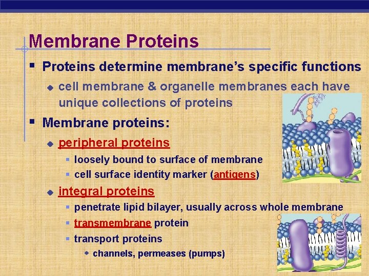Membrane Proteins § Proteins determine membrane’s specific functions u cell membrane & organelle membranes