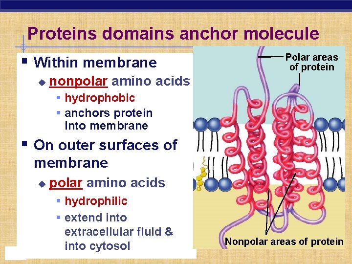 Proteins domains anchor molecule § Within membrane u Polar areas of protein nonpolar amino