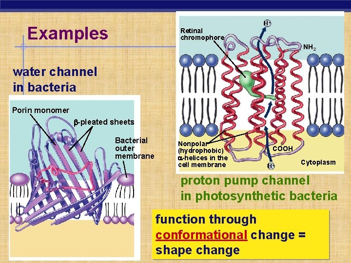 H+ Examples Retinal chromophore NH 2 water channel in bacteria Porin monomer b-pleated sheets