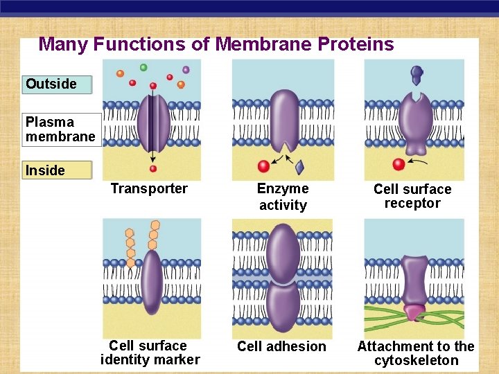 Many Functions of Membrane Proteins Outside Plasma membrane Inside Transporter Enzyme activity Cell surface