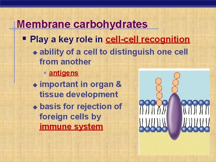 Membrane carbohydrates § Play a key role in cell-cell recognition u ability of a