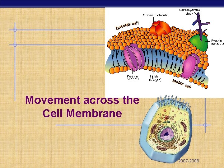 Movement across the Cell Membrane 2007 -2008 