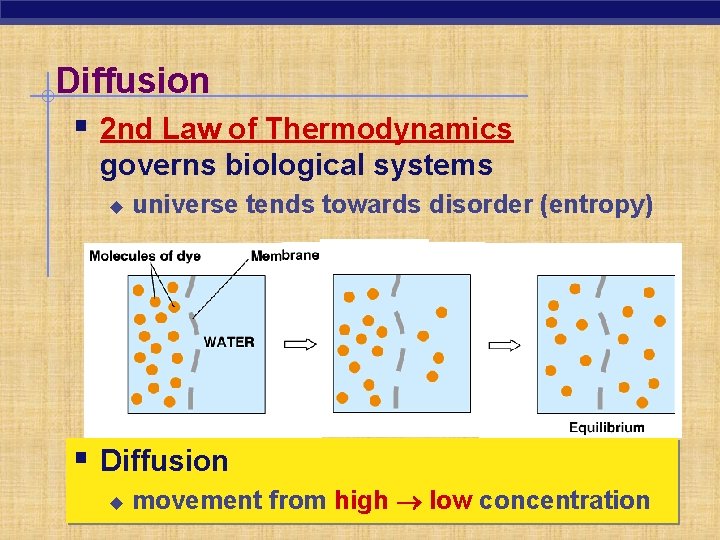 Diffusion § 2 nd Law of Thermodynamics governs biological systems u universe tends towards