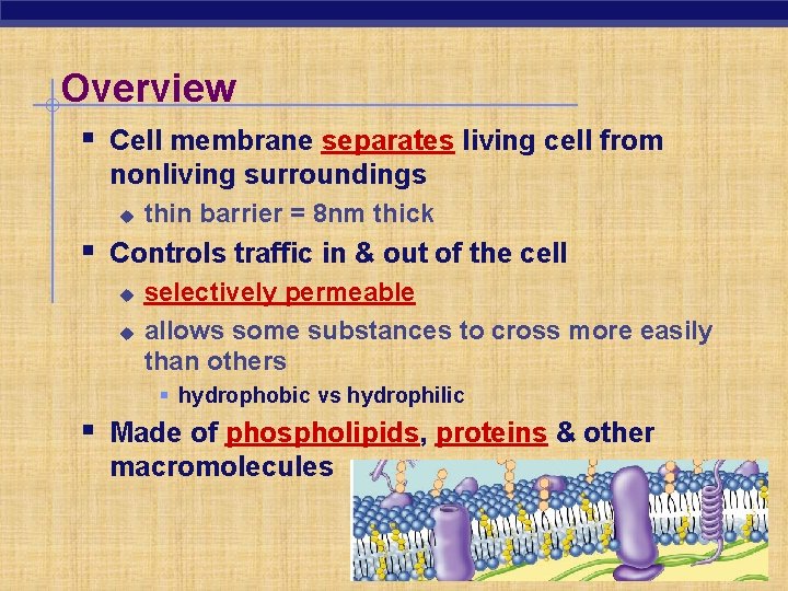 Overview § Cell membrane separates living cell from nonliving surroundings u thin barrier =